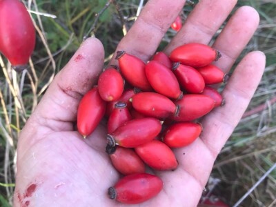 Selom se širi miris pekmeza od šipka Selom se širi miris pekmeza od šipka