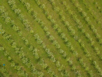 Selom se širi miris pekmeza od šipka Selom se širi miris pekmeza od šipka