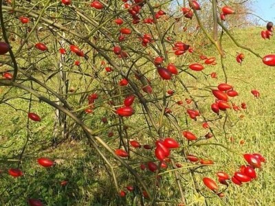 Selom se širi miris pekmeza od šipka Selom se širi miris pekmeza od šipka