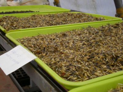 Prikupljeno seme čeka proleće