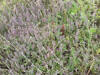 Semir Bulić: Nije mi se desilo da se neko požali na moje proizvode Semir Bulić: Nije mi se desilo da se neko požali na moje proizvode