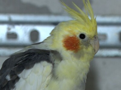 Senad na unuka prenosi ljubavi ka stinim životinjama Senad na unuka prenosi ljubavi ka stinim životinjama