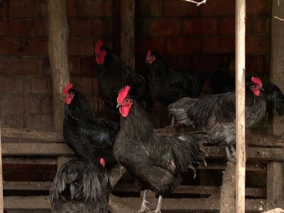 Senad na unuka prenosi ljubavi ka stinim životinjama Senad na unuka prenosi ljubavi ka stinim životinjama