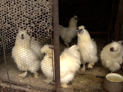 Senad na unuka prenosi ljubavi ka stinim životinjama Senad na unuka prenosi ljubavi ka stinim životinjama