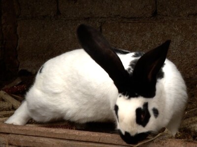 Senad na unuka prenosi ljubavi ka stinim životinjama Senad na unuka prenosi ljubavi ka stinim životinjama