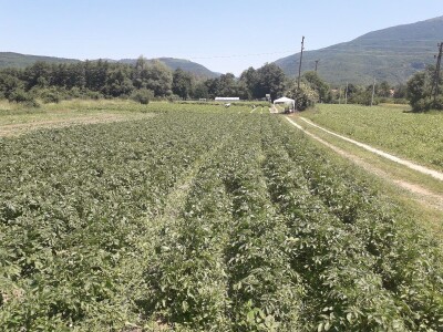 Senada Ljutić: Sve je poskupilo, a cijena jagode spala sa 3,5KM na 3KM