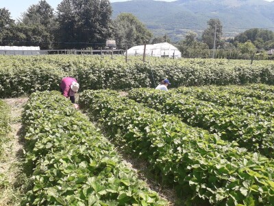 Senada Ljutić: Sve je poskupilo, a cijena jagode spala sa 3,5KM na 3KM