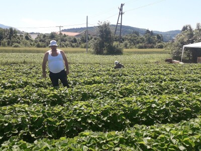 Senada Ljutić: Sve je poskupilo, a cijena jagode spala sa 3,5KM na 3KM