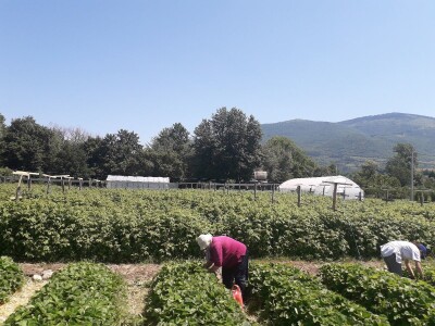 Senada Ljutić: Sve je poskupilo, a cijena jagode spala sa 3,5KM na 3KM