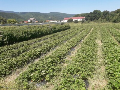 Senada Ljutić: Sve je poskupilo, a cijena jagode spala sa 3,5KM na 3KM