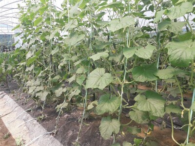 Senada Ljutić: Sve je poskupilo, a cijena jagode spala sa 3,5KM na 3KM