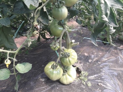 Senada Ljutić: Sve je poskupilo, a cijena jagode spala sa 3,5KM na 3KM