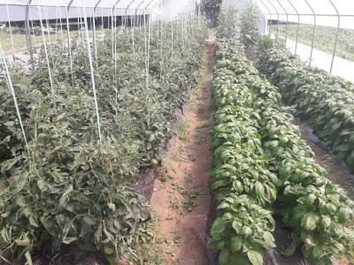 Senada Ljutić: Sve je poskupilo, a cijena jagode spala sa 3,5KM na 3KM