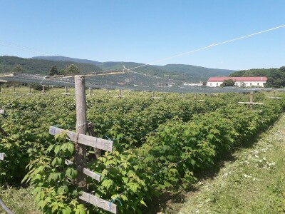 Senada Ljutić: Sve je poskupilo, a cijena jagode spala sa 3,5KM na 3KM