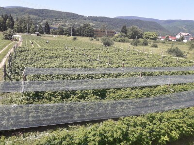 Senada Ljutić: Sve je poskupilo, a cijena jagode spala sa 3,5KM na 3KM