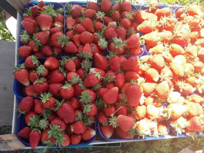 Senada Ljutić: Sve je poskupilo, a cijena jagode spala sa 3,5KM na 3KM