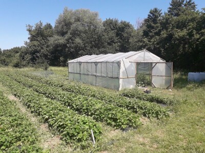 Senada Ljutić: Sve je poskupilo, a cijena jagode spala sa 3,5KM na 3KM