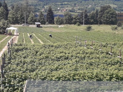 Senada Ljutić: Sve je poskupilo, a cijena jagode spala sa 3,5KM na 3KM