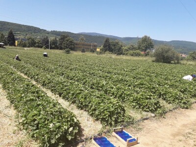 Senada Ljutić: Sve je poskupilo, a cijena jagode spala sa 3,5KM na 3KM