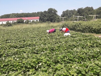 Senada Ljutić: Sve je poskupilo, a cijena jagode spala sa 3,5KM na 3KM