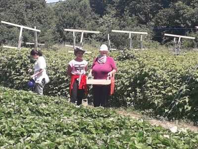 Senada Ljutić: Sve je poskupilo, a cijena jagode spala sa 3,5KM na 3KM