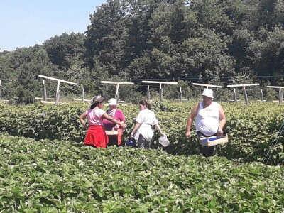 Senada Ljutić: Sve je poskupilo, a cijena jagode spala sa 3,5KM na 3KM