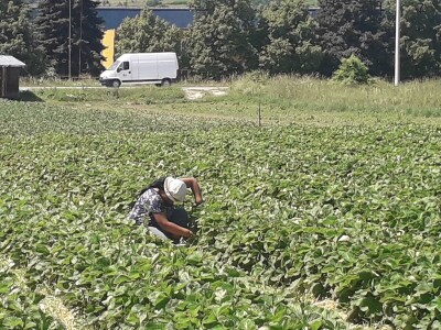 Senada Ljutić: Sve je poskupilo, a cijena jagode spala sa 3,5KM na 3KM