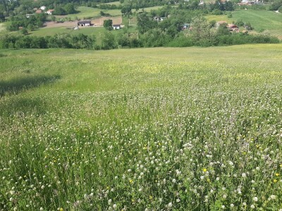 Senaža spas za stočare