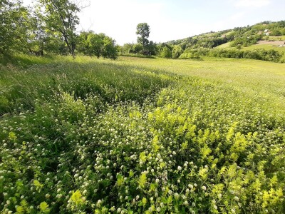 Senaža spas za stočare