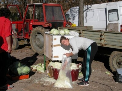 Senka Grujović iz Obrovca Sinjskog - reže i pakira kupus svojim mušterijama