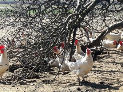 Seoski turizam u Koruškoj
