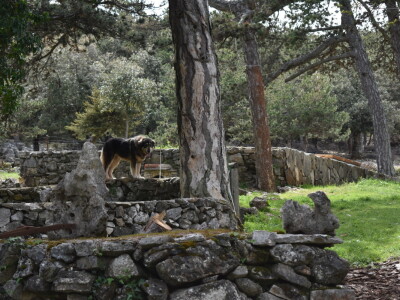 Seosko domaćinstvo Gažul