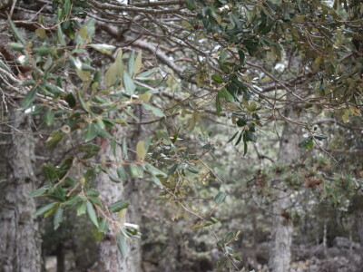 Seosko domaćinstvo Gažul