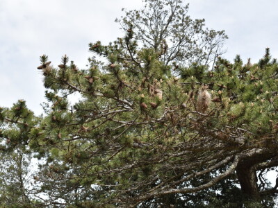 Seosko domaćinstvo Gažul