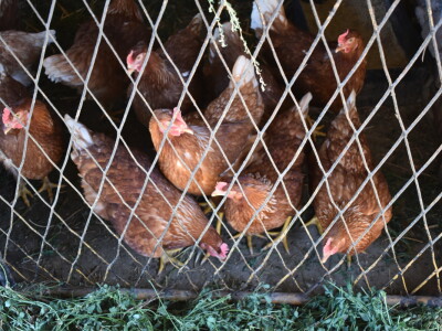 Seosko gospodarstvo Ivica i Marica