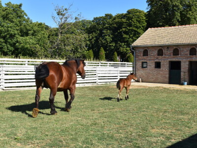 Seosko gospodarstvo Ivica i Marica