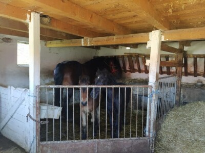 Seosko gospodarstvo Ivica i Marica