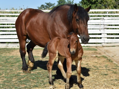 Seosko gospodarstvo Ivica i Marica