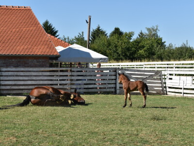 Seosko gospodarstvo Ivica i Marica
