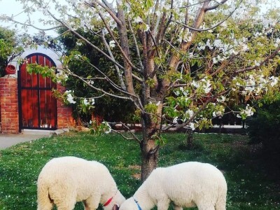 Seosko turističko gazdinstvo Imunosan