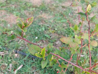 Septorioza borovnica Septorioza borovnica