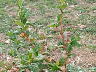 Septorioza borovnica Septorioza borovnica