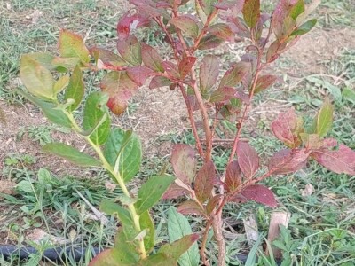 Septorioza borovnica Septorioza borovnica