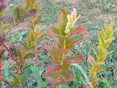 Septorioza borovnica Septorioza borovnica