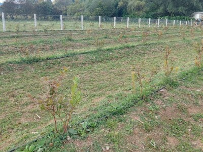 Septorioza borovnica Septorioza borovnica