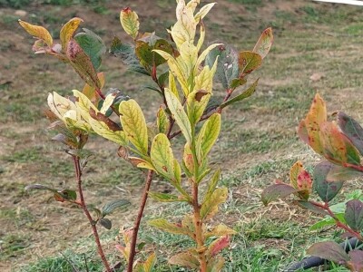 Septorioza borovnica Septorioza borovnica