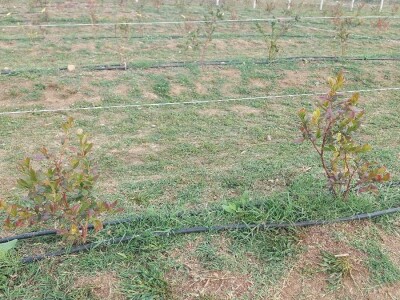 Septorioza borovnica Septorioza borovnica