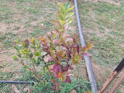 Septorioza borovnica Septorioza borovnica