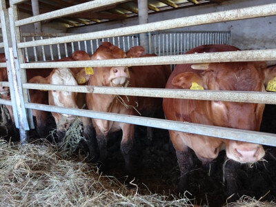 Kvalitetna grla junadi