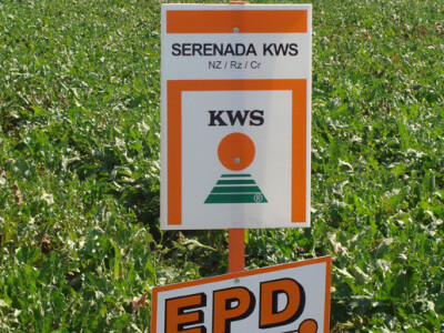 Dan polja KWS šećerne repe